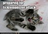funny-pictures-kitten-prepares-for-attack.jpg