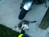 Kitty and bike.jpg