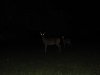 deer-at-night.jpg