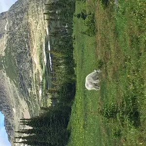 gnp_Logan_Pass_collared_goat2